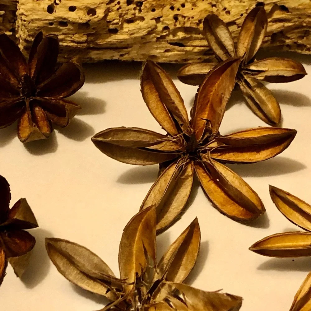 Decorative Dried Starflower Accents - Natural Brown